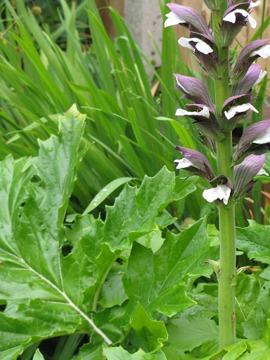 Acanthus mollis with crocosmia leaves