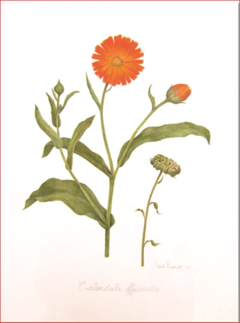 Calendula