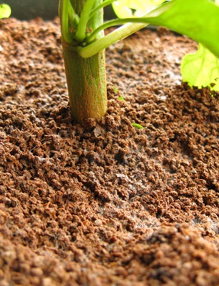 Tea leaf mulch on peppers