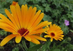 French marigold