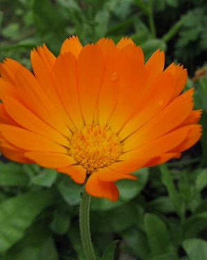 French marigold II