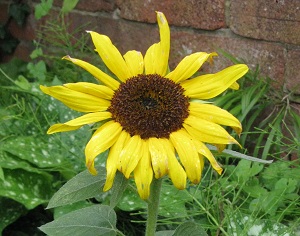 Short Sunflower