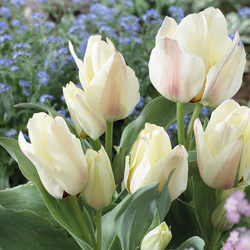 Albion Star Tulip