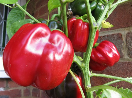 Ripe peppers