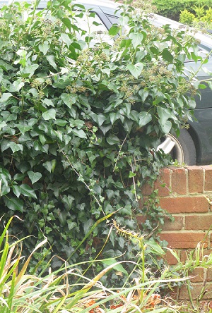 Ivy on top of wall