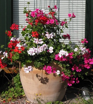 Climbing geraniums from Vernons