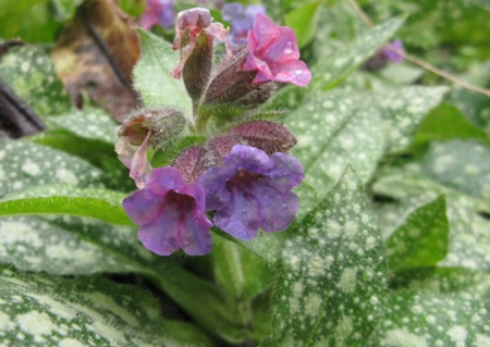 Pulmonaria, January 2016