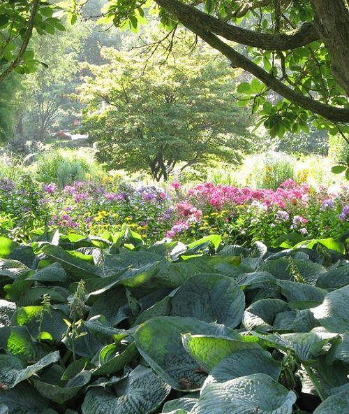 Hostas, Botanical Garden, Hamburg, Germany