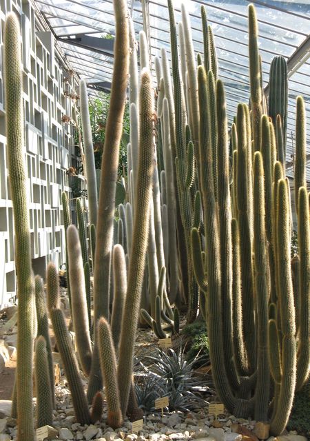 Cacti, glasshouse, Botanical Gardens, Hamburg, Germany