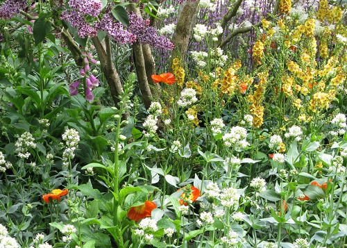 The 'hope' side of the garden, Meningitis Now Futures Garden, RHS Chelsea 2016