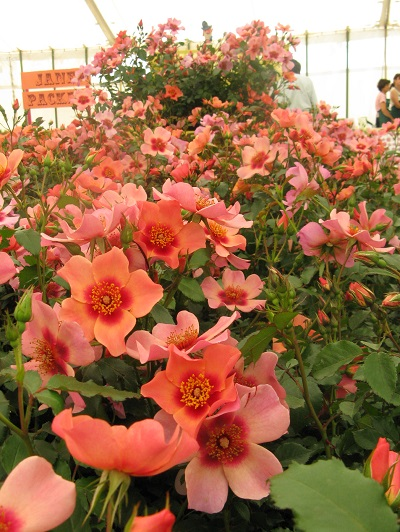 For Your Eyes Only, Rose of the Year, in abundance at RHS Hampton Court Flower Show 2014