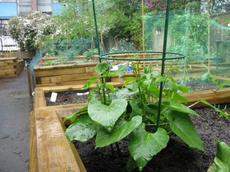 The Golden Baggers community garden