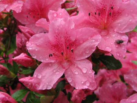 Azalea Willy close up, raindrops, fly