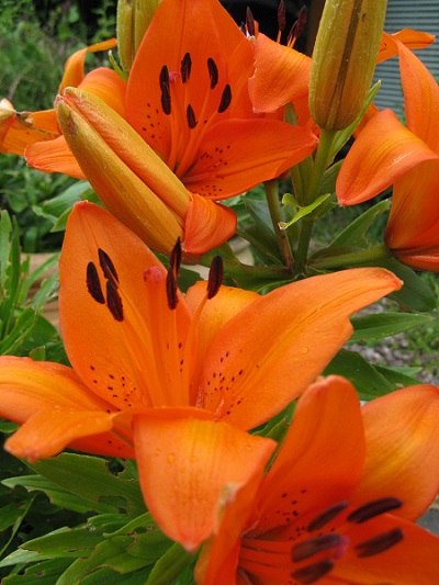 Orange lilies