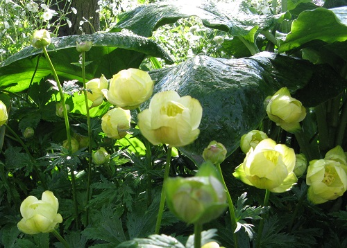 Paeonia