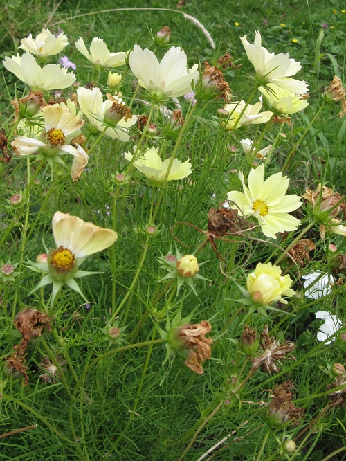 Cosmos Xanthos 2