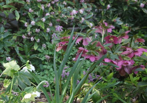 Hellebores and daphne