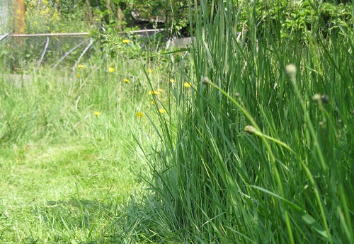 Long grass in back garden