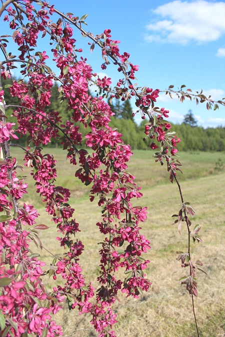 Malus x purpurea Crimson Cascade  Hillier Nurseries