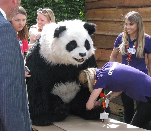 Panda at RHS Chelsea 2017