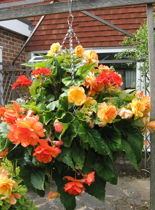 Apricot Illumination Begonia hanging basket