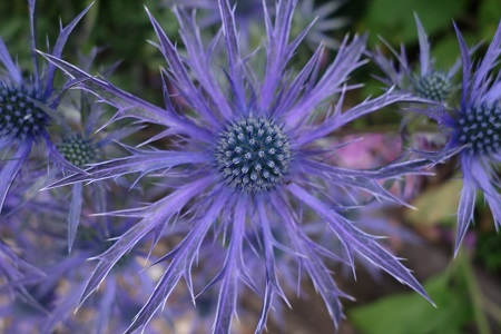 2018 new plant - Eryngium 'Blue Wave'