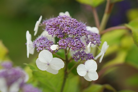 2018 new plant - Hydrangea 'Goldrush'