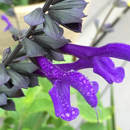 2018 new plant - Salvia 'Rhythm & Blues'